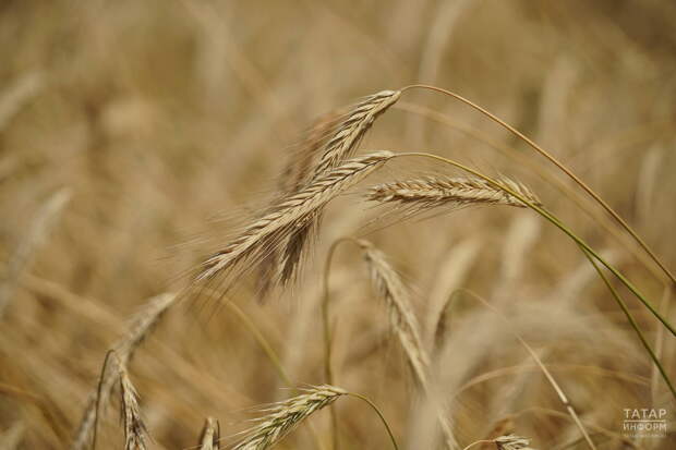 Ученые КФУ и Китая разработали препарат для повышения урожайности пшеницы