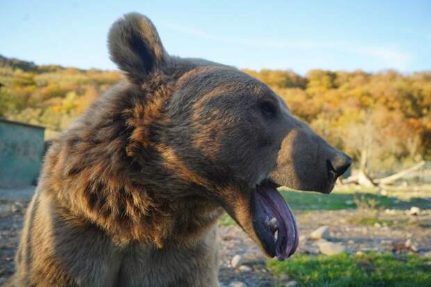 Посетителя зоопарка в Токсово отравили медведя сгущенкой