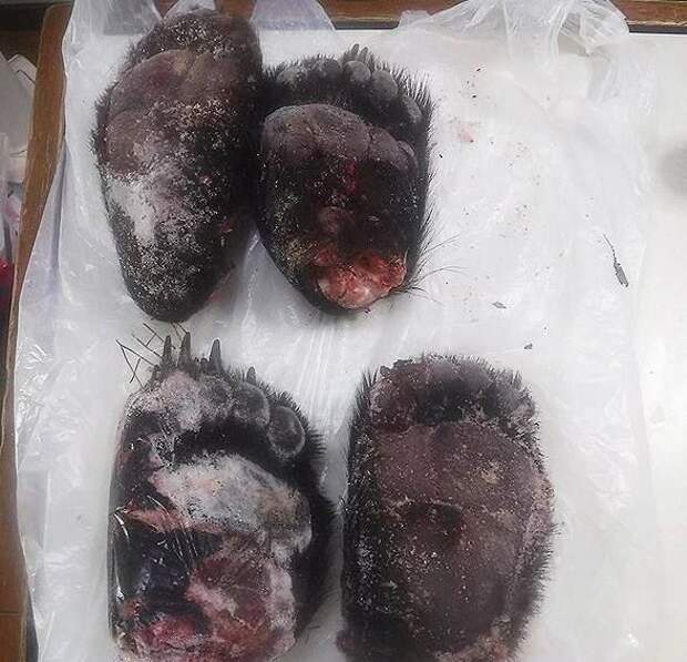 Кореец купил и провез в Россию лапы гималайского медведя, чтобы сварить суп