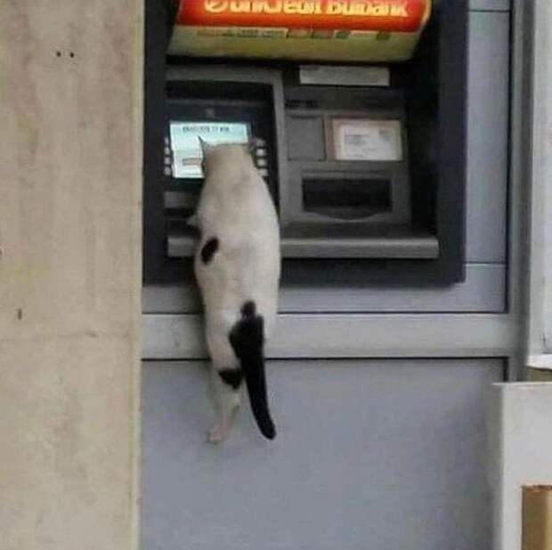 Иногда кошка — это не только уют и спокойствие в доме