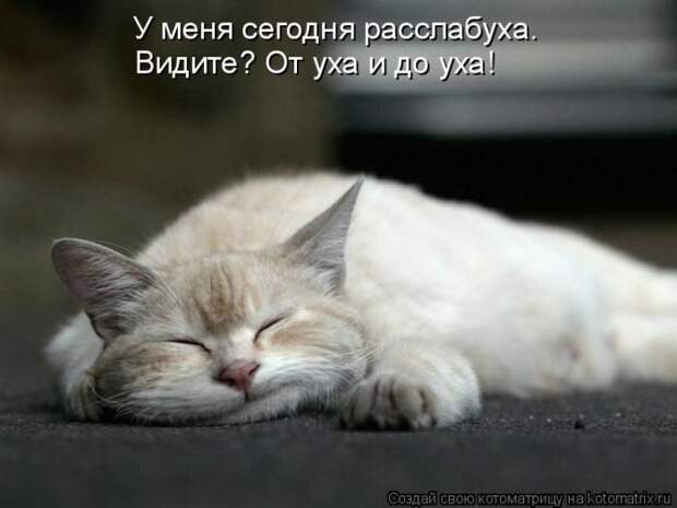 Лучшие котоматрицы недели