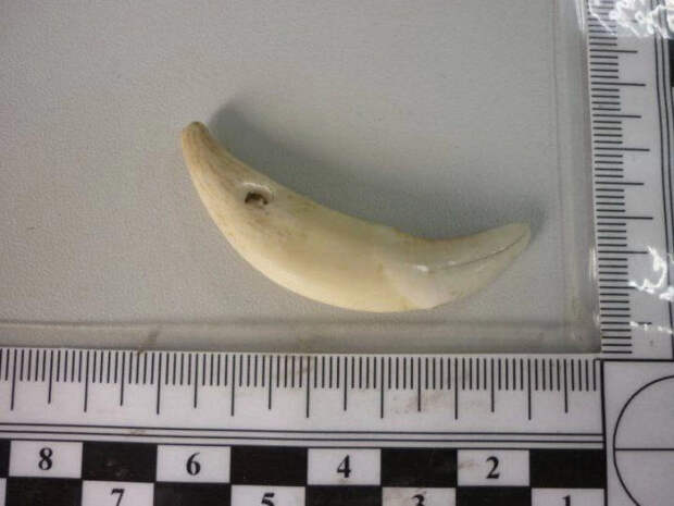 Таможенники в Забайкалье задержали туриста с «охотничьими сувенирами»: клыки волка, медведя и чай из крови оленя