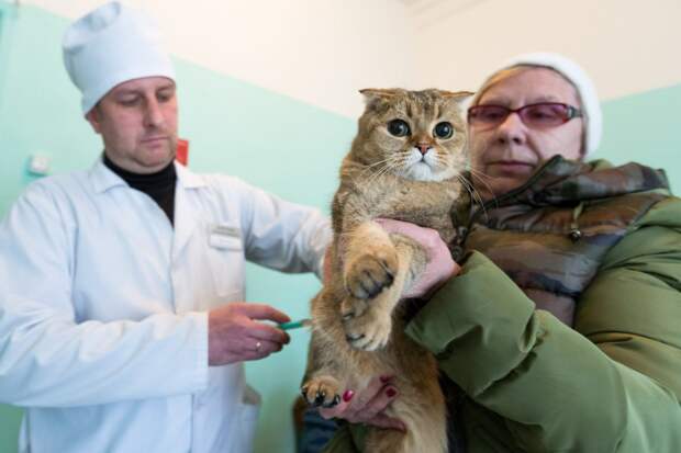 Мобильные пункты ждут жителей СВАО на вакцинацию домашних питомцев от бешенства
