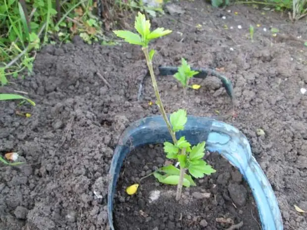Цветок не любит слишком влажную почву