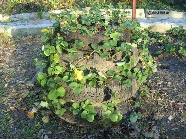 Грядка из старых покрышек