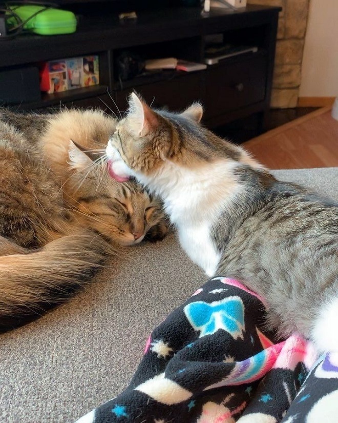 Коты на диване Коты в доме