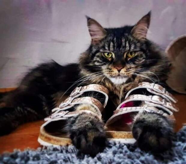 кот в обуви