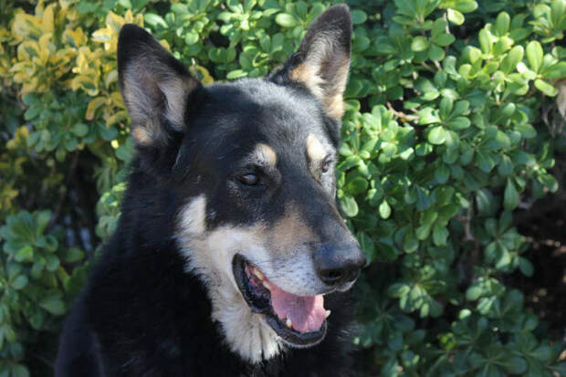 Безграничная преданность (11 фото) Безграничная преданность (11 фото)