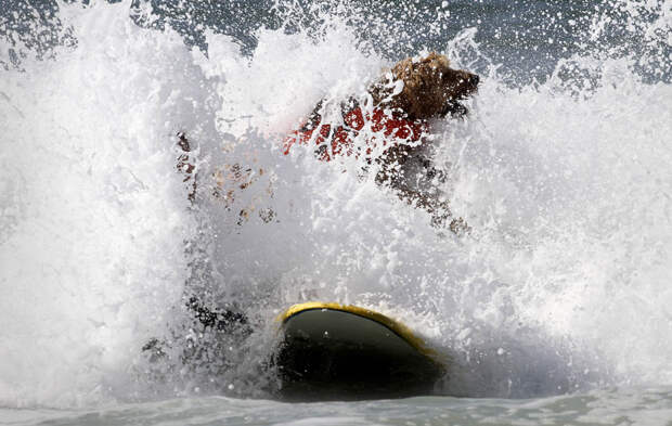 Соревнование по серфингу среди собак dogssurfing 9 Соревнование по серфингу среди собак