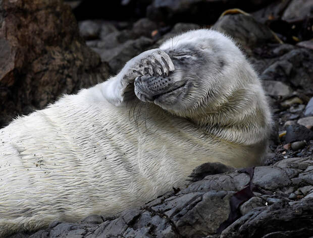 Застенчивый тюлень