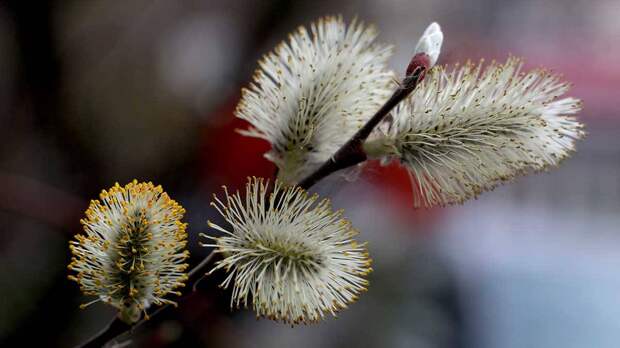 Иммунолог Гарскова рассказала, как бороться с сезонной аллергией