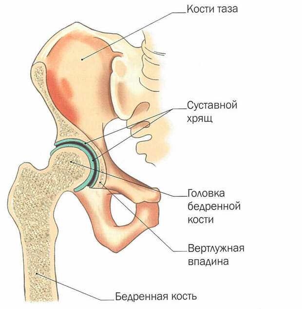 Упражнение для улучшения подвижности тазобедренных суставов