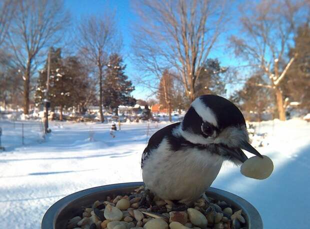 Женщина прикормила птиц и делает потрясающие портреты, пока они едят зима, птицы, фотографии