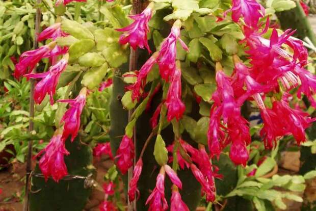 Чайник с кипятком для горшков: что происходит с растениями после горячего полива