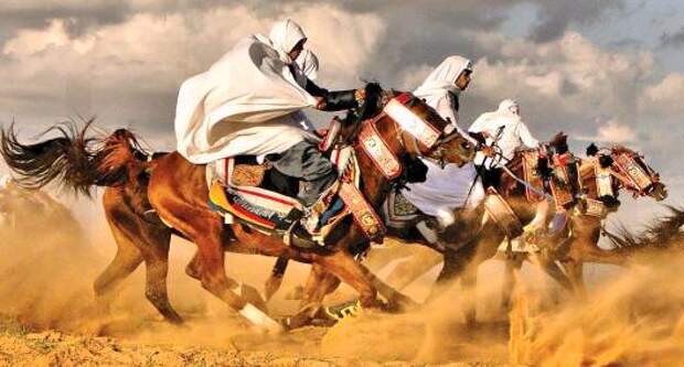 HORSES Libyan Arab Jamahiriya