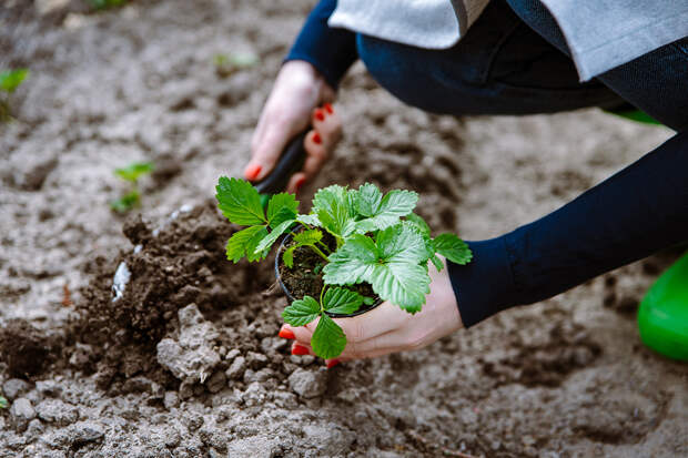Дачникам назвали оптимальное время высадки рассады