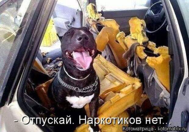 Котоматрицы (картинки с надписями)