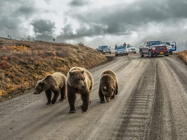1. Три медведя, Аляска, США
