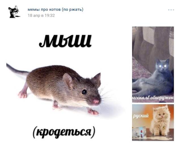 Первая мем про мыш (кродеться)