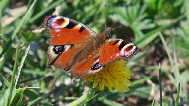 Бабочки, одуванчики и +26 градусов. В Барнаул пришло апрельское лето