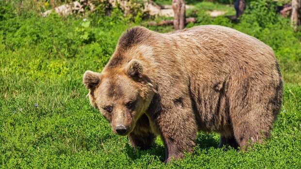 Более пятисот медведей и сотни барсуков разрешат добывать карельским охотникам