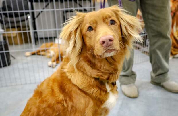 Yle: в Финляндии массово усыпляют питомцев украинских беженцев