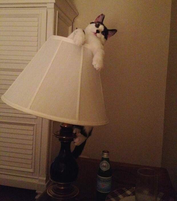 30 фотографий, которыми коты могут гордиться