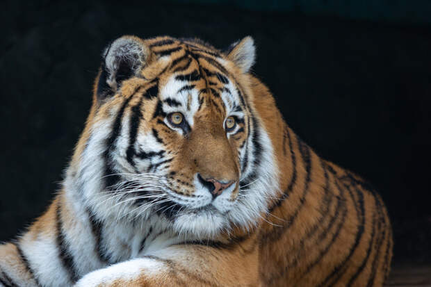 В Ленинградском зоопарке показали, как тигр Амадей проводит жаркий день