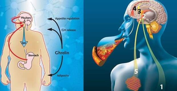 Гормон голода грелин: как мысли могут управлять желудком!