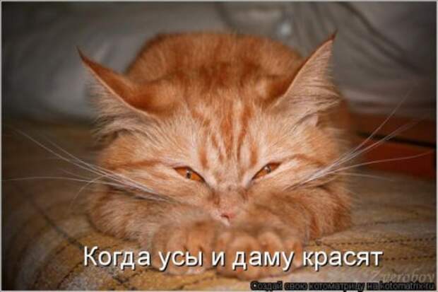 Смешная котоматрица
