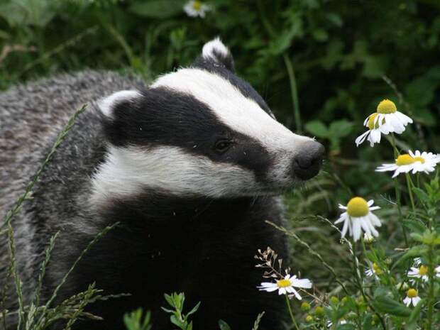 Блог - Создания, которые любят игры, уборку и походы в гости: 7 любопытных фактов о барсуках Создания, которые любят игры, уборку и походы в гости: 7 любопытных фактов о барсуках