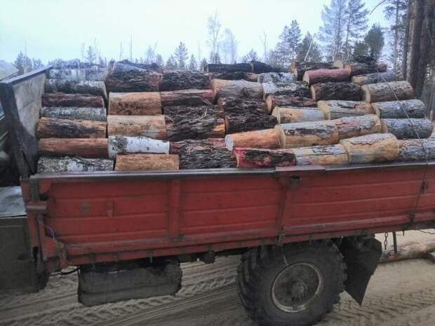 Районные власти считают, что «Забайкаллесхоз» решает проблему «золотых дров»