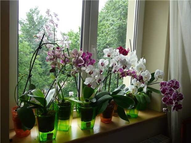 Правильный выбор окошка для орхидеи.