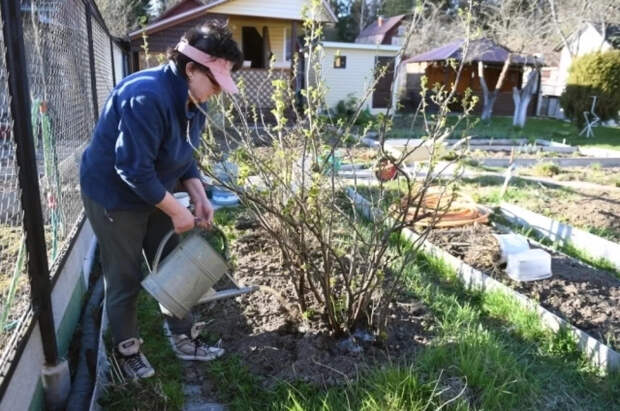 Агроном Терентьев рассказал, чем подкормить смородину в апреле
