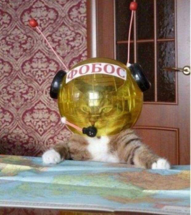 Котэ-приколы