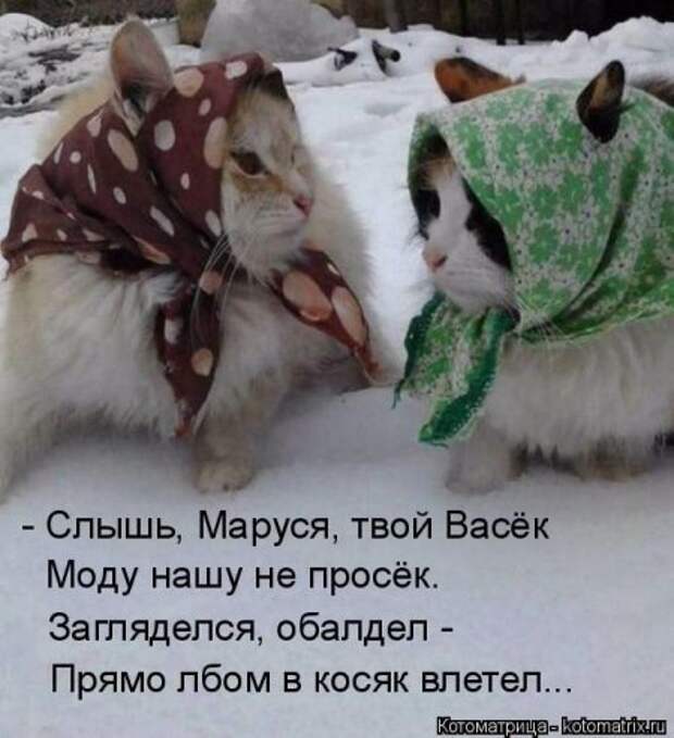 Усато-полосатые котоматрицы