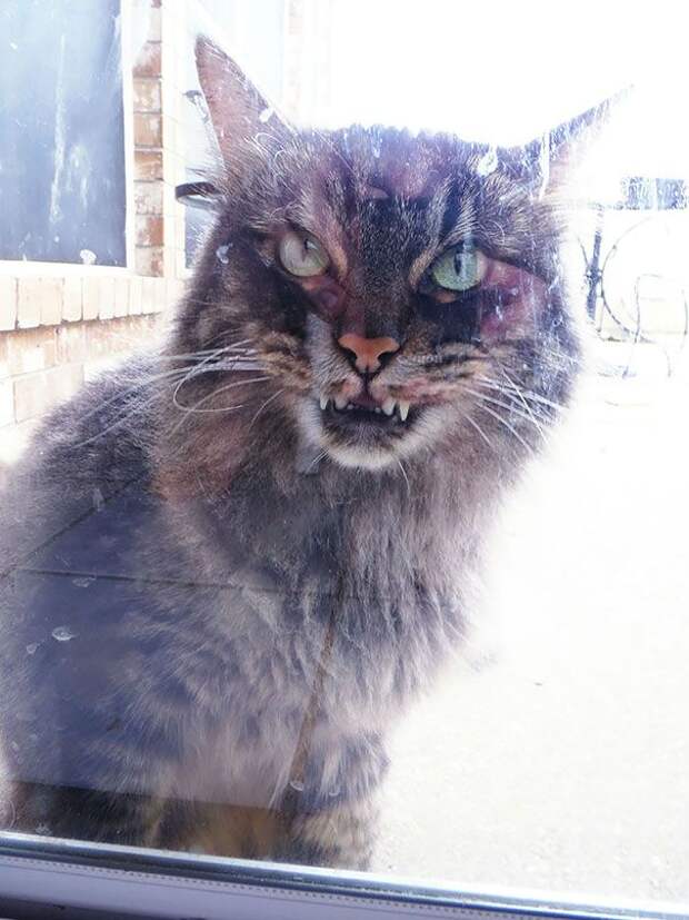 кошки, которые хотя убить своих владельцев, злые кошки