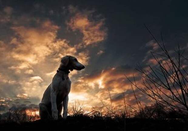 На том сеансе с г-ном Ньютоном говорил его отец. Дав несколько убедительных доказательств своей идентичности, он сказал сыну, что пришёл сюда с Рексом. — Пёс не сразу понял — сказал дух, — почему судьба так внезапно поменяла ему хозяев, но теперь он успокоился и к нам с матерью привык. На этом слове я услышал, как г-н Ньютон плачет. По окончании сеанса я узнал от госпожи Ньютон, что пара недавно прибыла из Австралии и намерена поселиться в Англии. Прежде чем уплыть из Австралии, г-жа Ньютон настояла, чтобы муж усыпил их любимую эльзасскую собаку Рекса, поскольку дорога без него будет проще. Мужчина до сих пор казнит себя за то, что послушался совета жены. Это был не первый и не последний сеанс, на котором я узнал, что умирающие животные, как и люди, переходят в другое измерение».