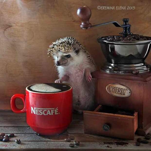 Тайная жизнь домашних ежиков Тайная жизнь домашних ежиков