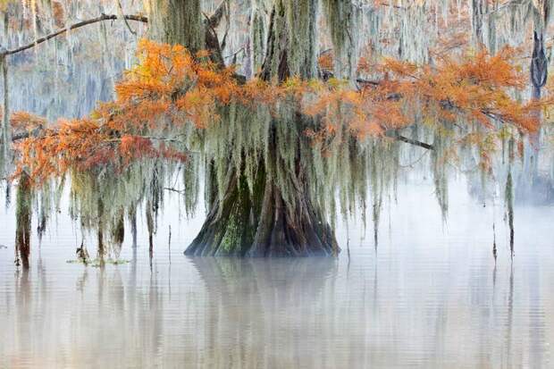 Фантастические кипарисы озера Каддо (Caddo lake), США