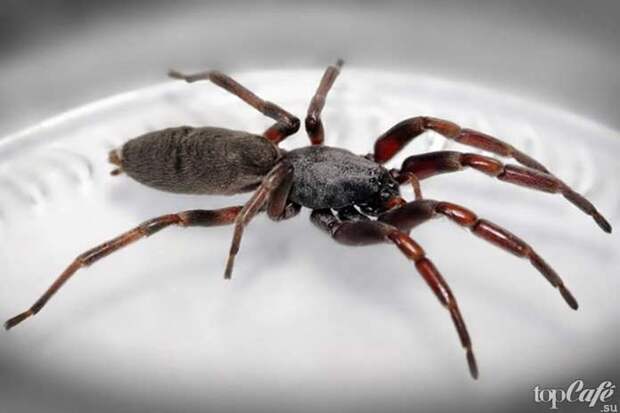 Самые опасные пауки: Белохвостый паук