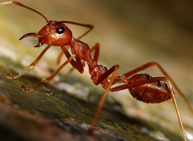 В Малайзии и Брунее живут муравьи в брюшной полости которых содержится особый клей, который в случае опасности опутывает врага. Муравей сам взрывает себя. животные, интересно, особенности, факты