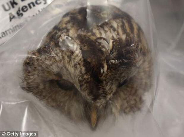 Разнообразие конфискованной контрабанды в аэропорту Лондона аэропорт, контрабанда, конфискация, Лондон, таможня