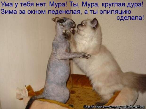Котоматрицы (картинки с подписями)