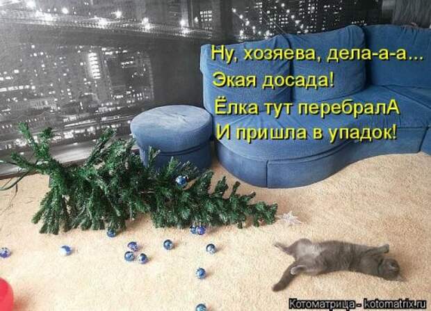 Новая отличная котоматрица (38 фото)