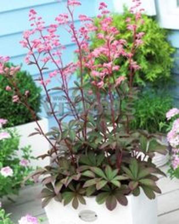 ФОТО Роджерсия Хенрици Черри Блаш