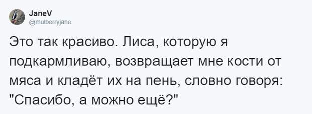Мужчина четыре года кормил воронью семью, и те принесли ему таинственный дар. Теперь он их… идол?