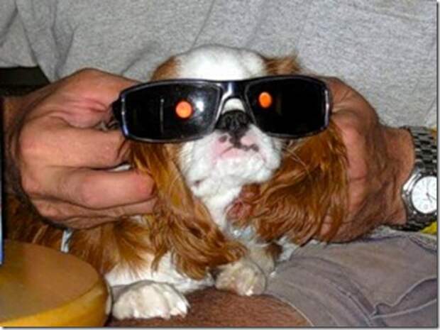 dog-ochki