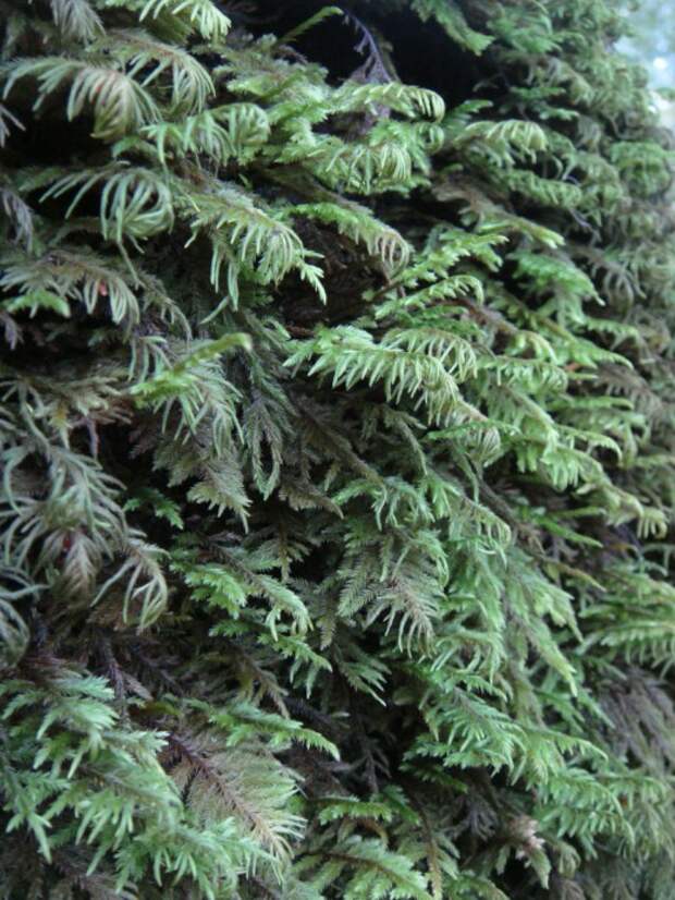 Араукария (Araucaria)