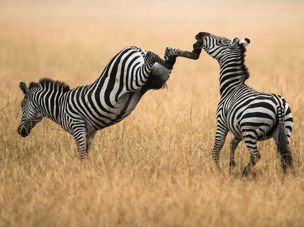 Лучшие фото National Geographic